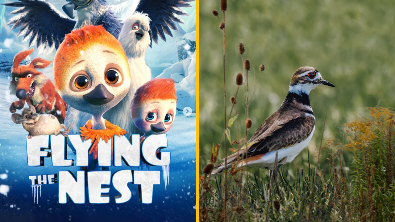 Rodinný animák „Ploey 2 – The Legend of the Winds“ by sa mal dostať aj na Slovensko