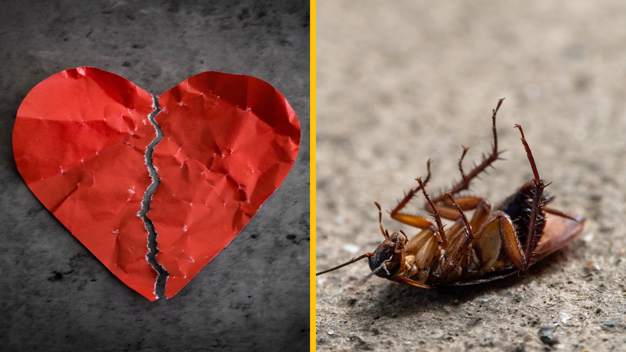 Táto ZOO pomenuje švába menom vášho/vašej ex a na Valentína ním nakŕmi niektoré zo zvierat