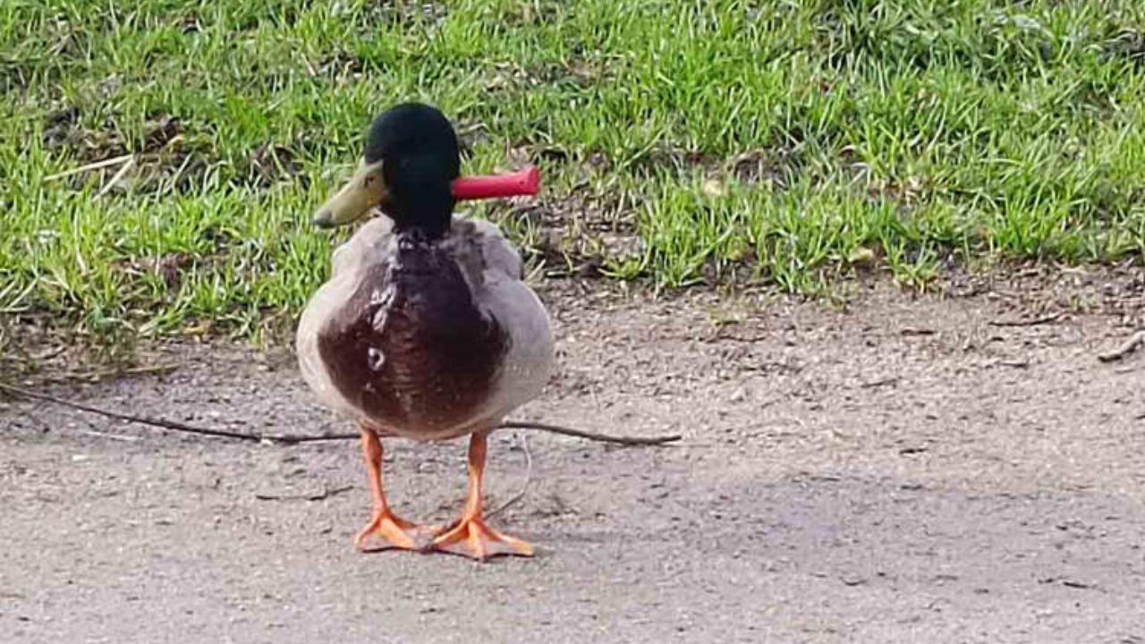Kačka s nožom zapichnutým v krku dokázala žiť bez problémov. Záchranári ju nazvali Káčer Donald