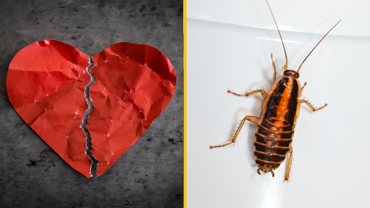 Zoo ponúka jedinečnú možnosť. Na Valentína môžete pomenovať švába po svojom ex a dať ho zjesť zvieratám