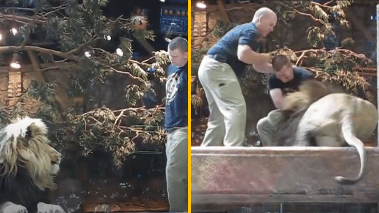 Šokujúci moment zachytený na videu – na ošetrovateľa v ZOO zaútočí lev, zachráni ho levica!