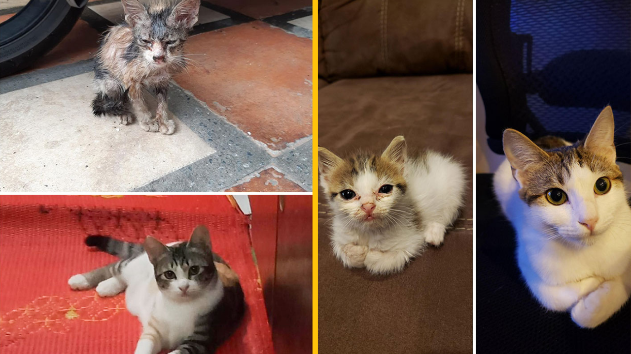Ľudia ukázali fotky svojich mačiek predtým a po tom, ako ich adoptovali