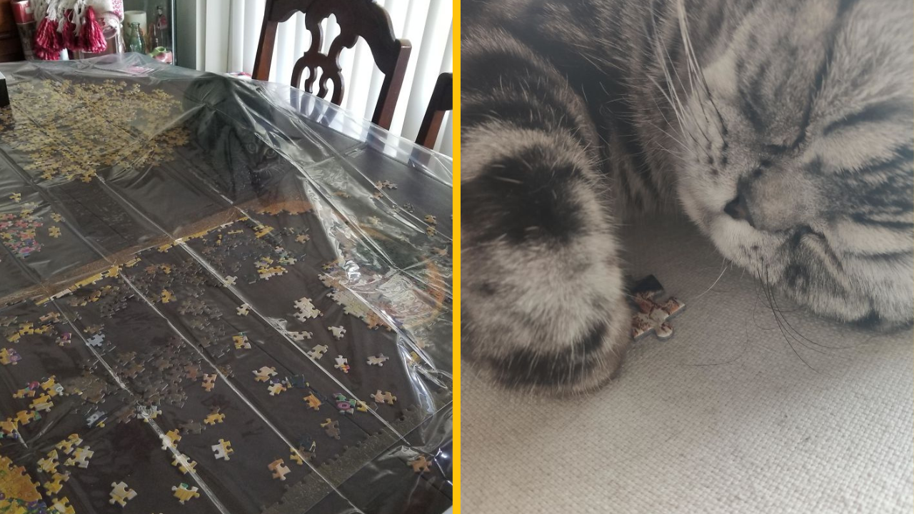 Týchto 12 fotografií ukazuje, prečo mačky a puzzle nejdú dokopy