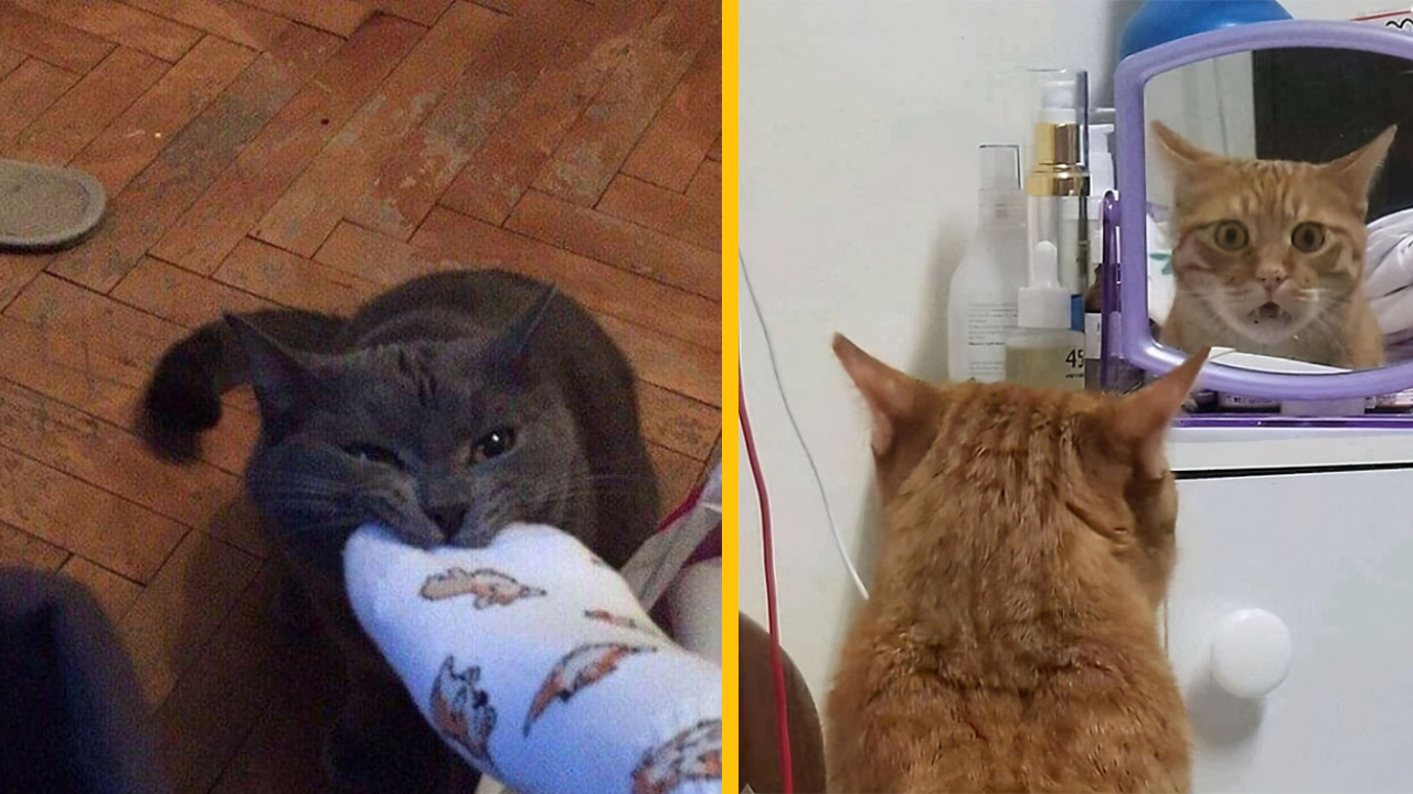13 najzábavnejších fotiek mačiek #2