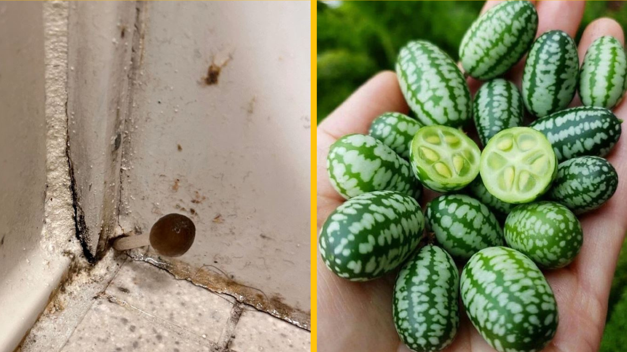 18 fotografií, ktorým je ťažké uveriť, že existujú, ale sú absolútne skutočné