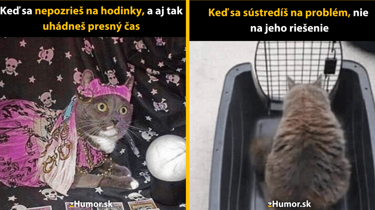 10 mačacích memečiek na zlepšenie dňa