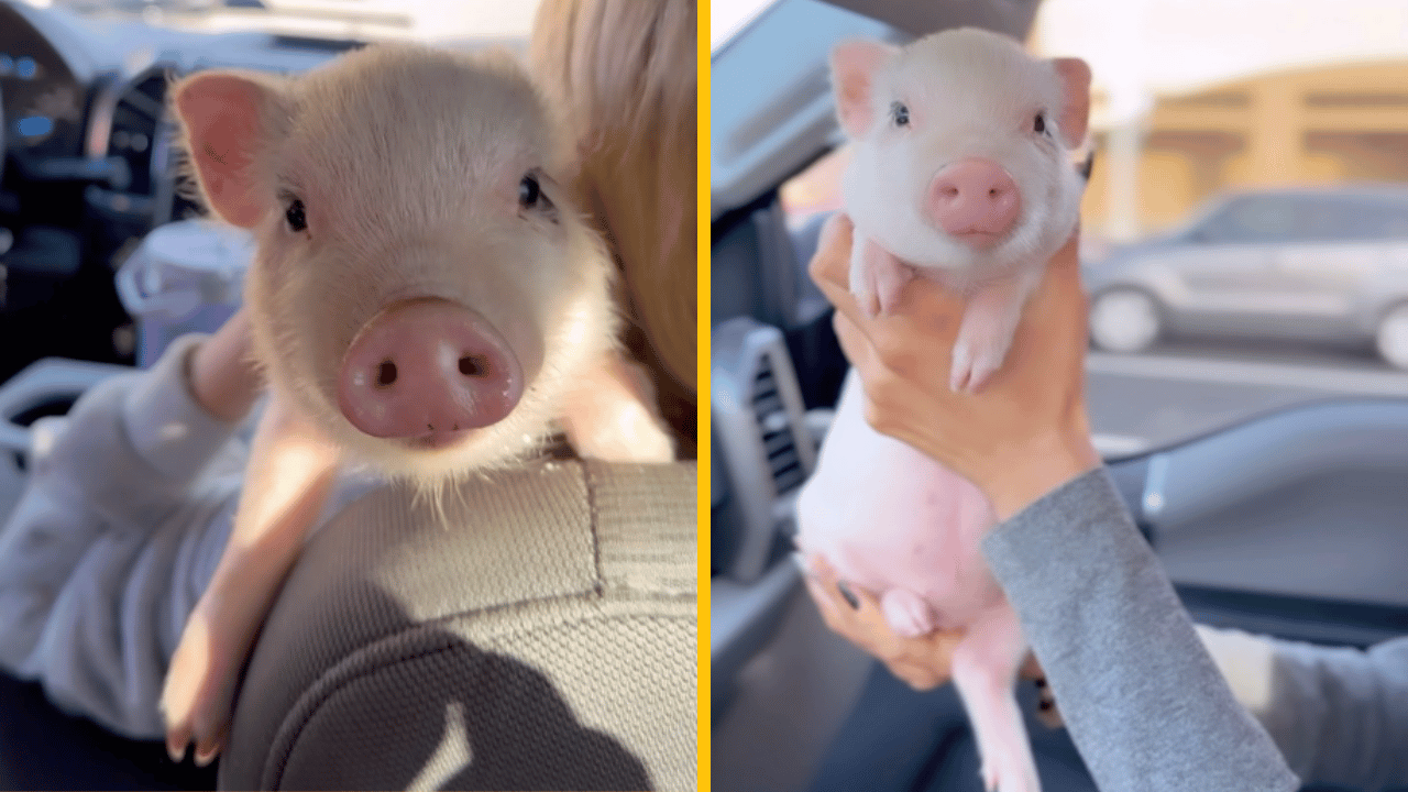 Malé mini prasiatko sa učí povely, aby dostala svoju obľúbenú pochúťku – jahodu!