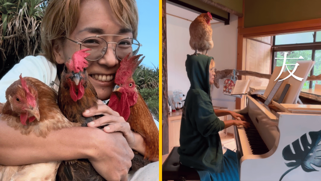 Žena hrá symfónie na klavíri so sliepkou na hlave