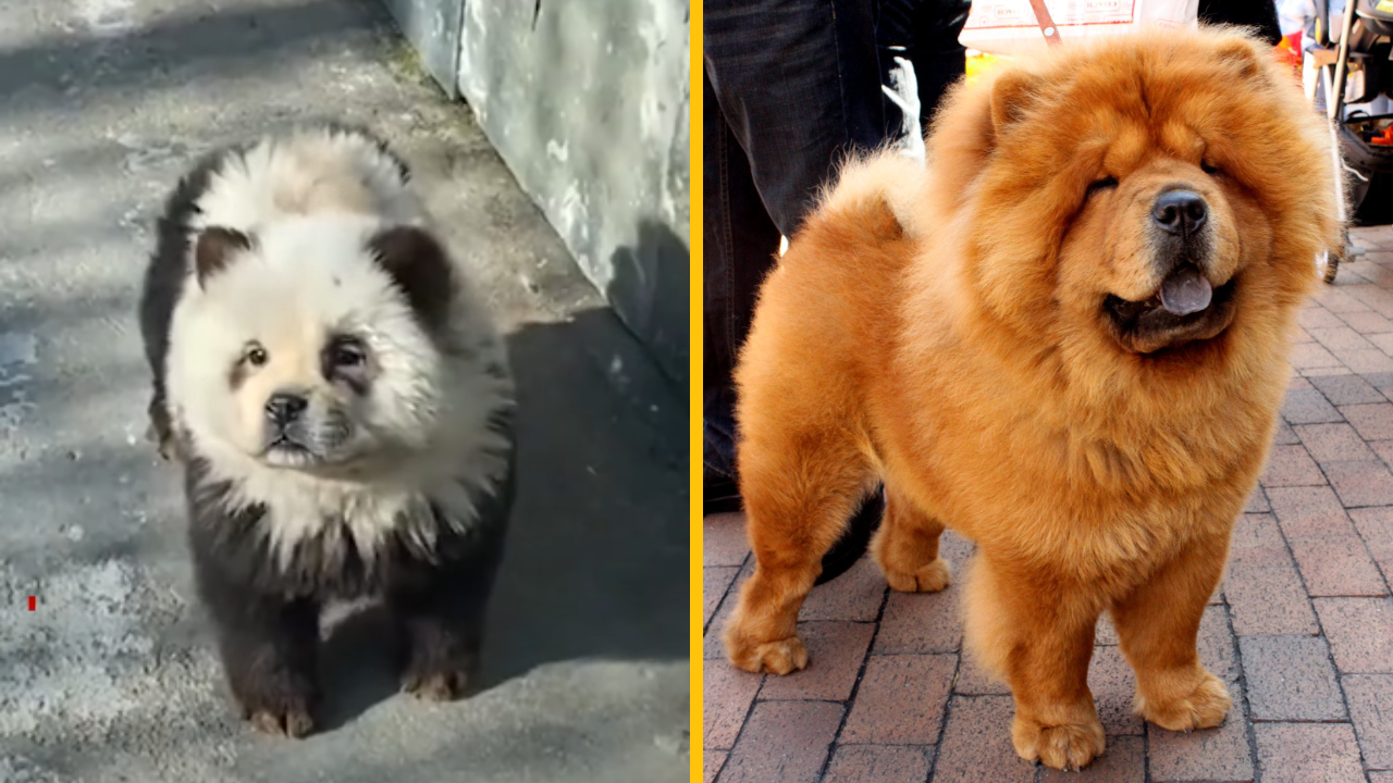 Pandy v čínskej ZOO nie sú pandy, ale namaľované psy rasy čau-čau + VIDEO