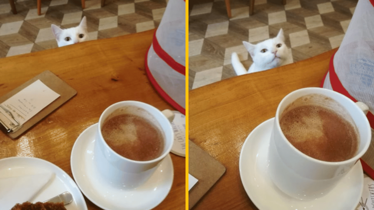 10 fotografií mačacích komediantov, ktoré ti zlepšia deň