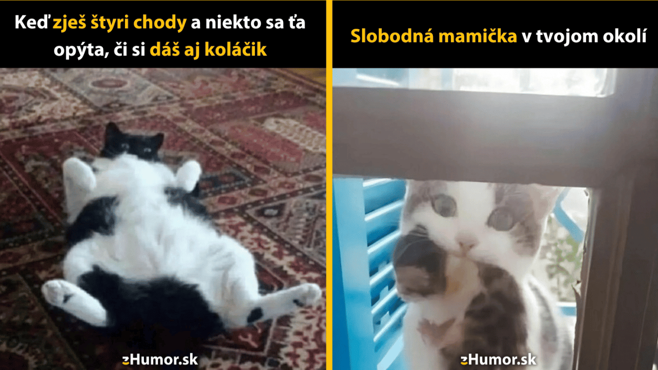 10 mačacích memečiek, ktoré sú priam stelesnením humoru