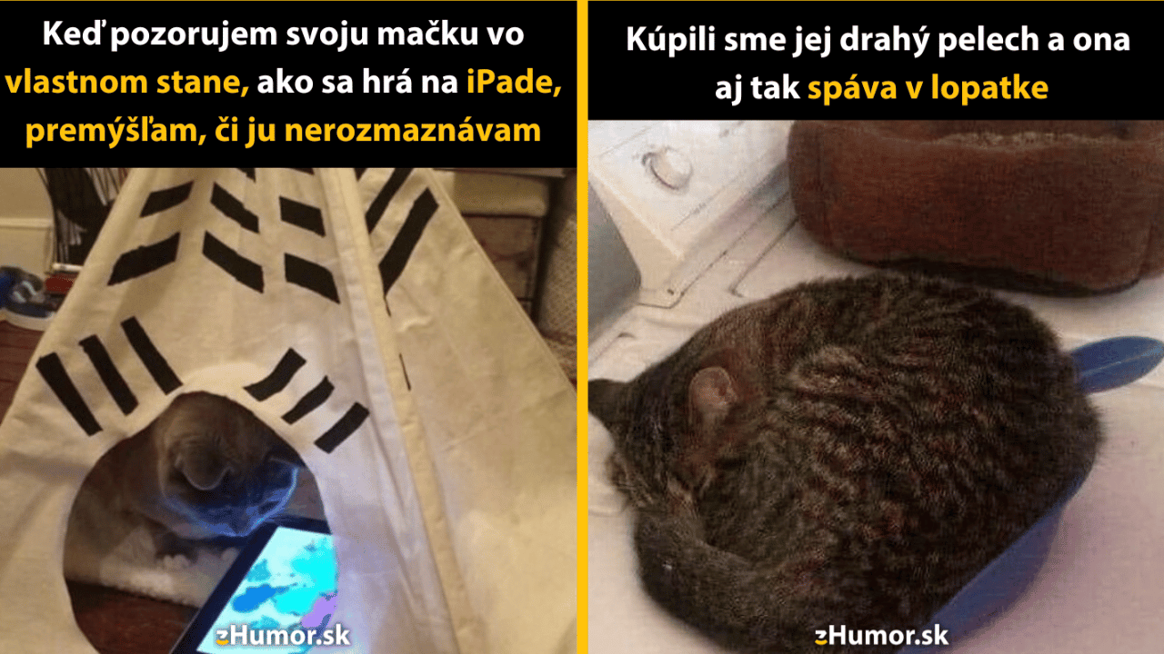 10 mačacích memečiek, vďaka ktorým bude začiatok týždňa znesiteľnejší