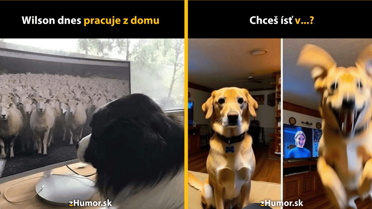 10 psích memečiek, ktoré ti pomôžu vstúpiť do nového týždňa tou správnou nohou