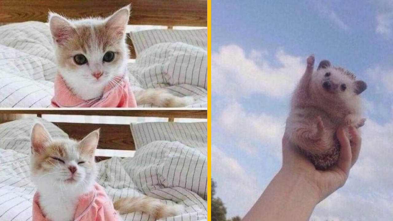 11 fotiek so zvieratkami, ktoré pohladia vašu dušu (1. časť)