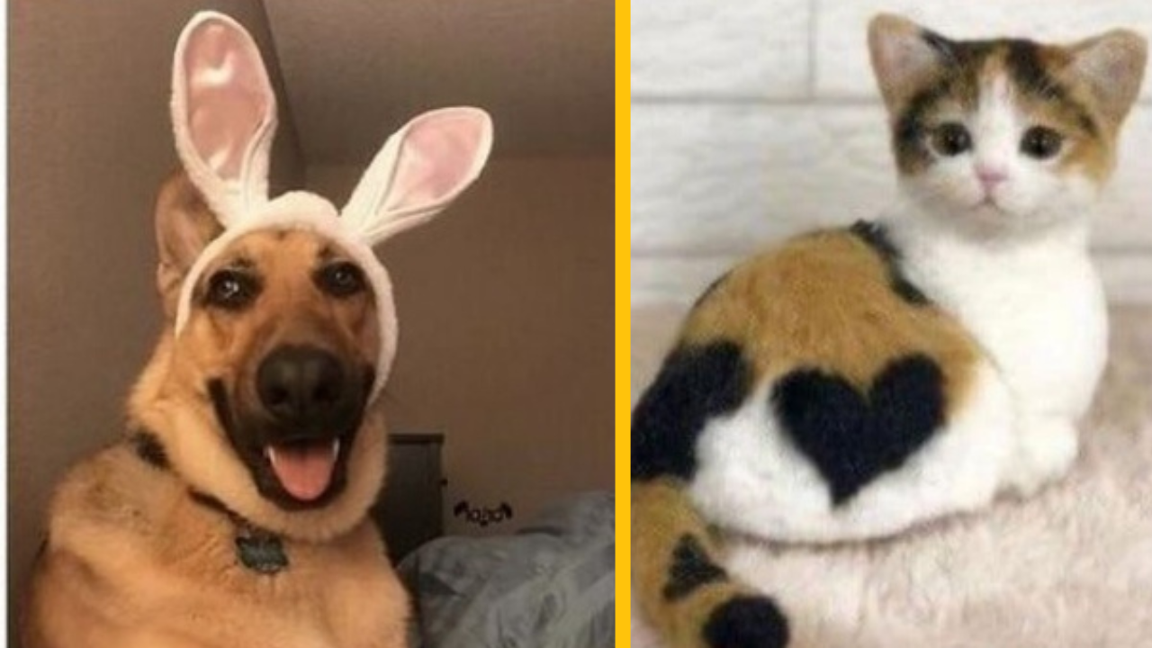 11 fotiek so zvieratkami, ktoré pohladia vašu dušu (2. časť)