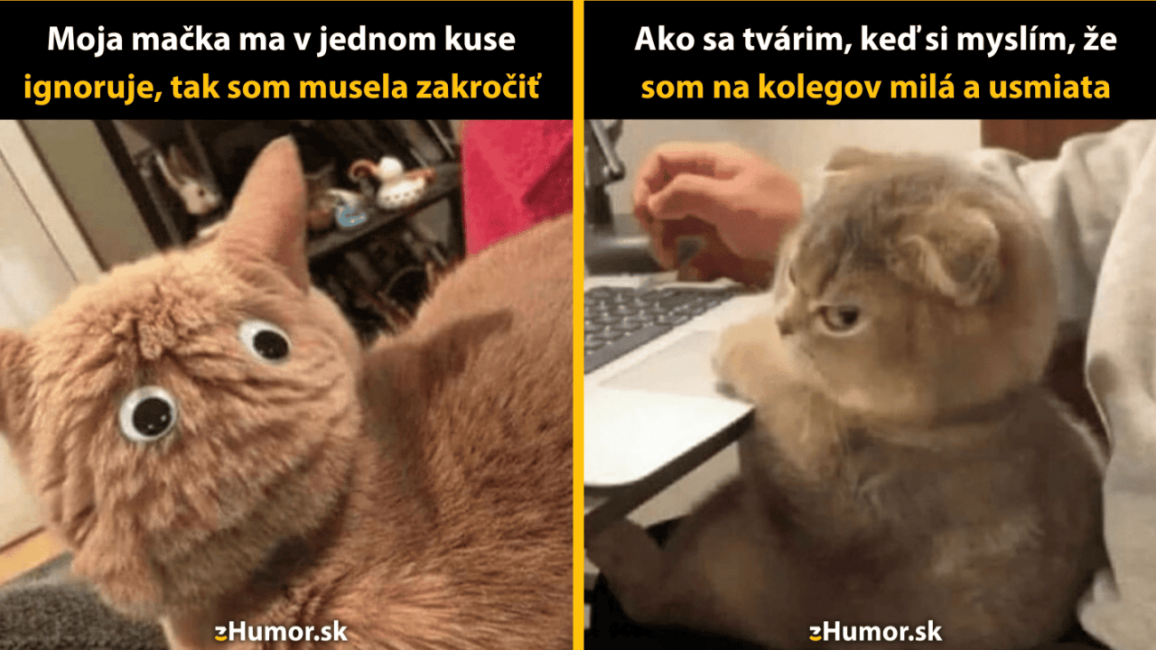 10 vtipných memečiek, ktoré ti ukážu, prečo všetci milujú mačky