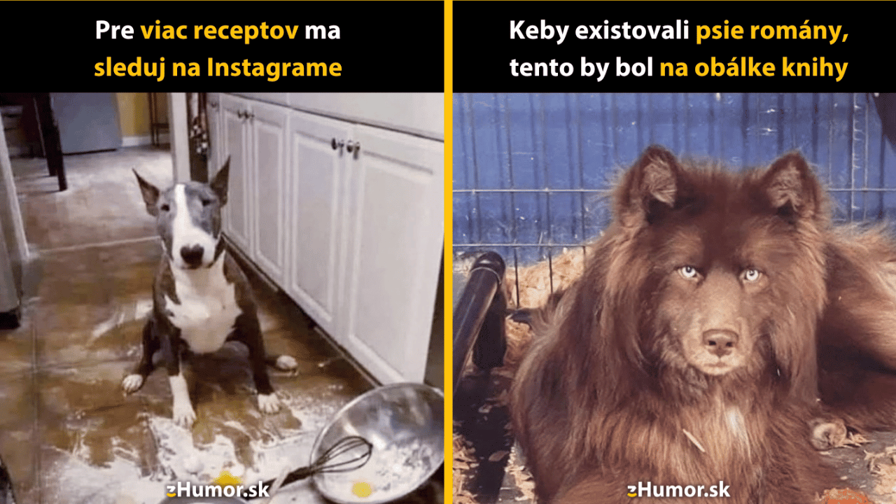 10 psích memečiek, ktoré si nemôžeš nechať ujsť