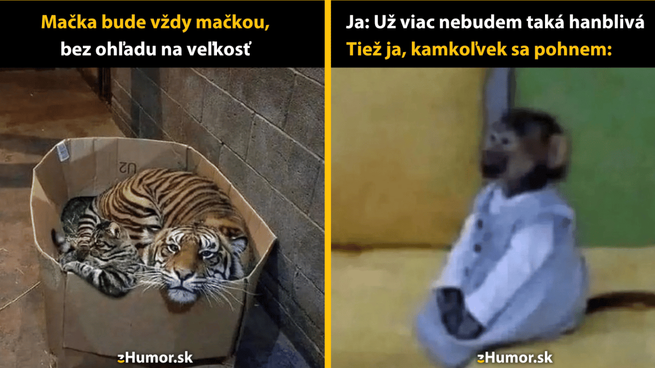 10 memečiek z ríše zvierat, ktoré ti zlepšia náladu