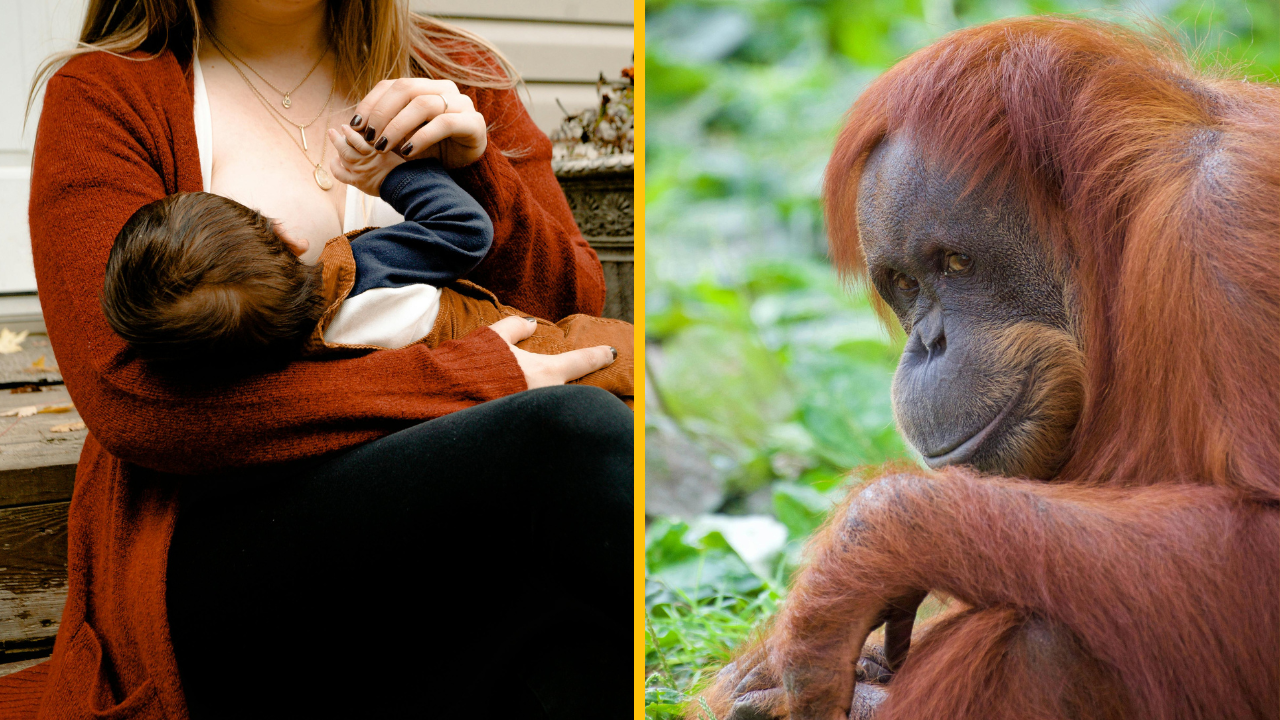 Mamičky sa spojili, aby naučili orangutana v Zoo dojčiť. Ukázali orangutanej mame, ako sa to robí