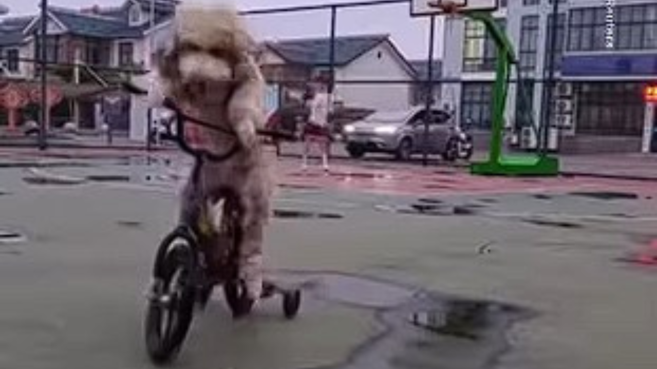 Pudlík na bicykli sa cez noc stal internetovou senzáciou. Neuveríte, čo dokáže