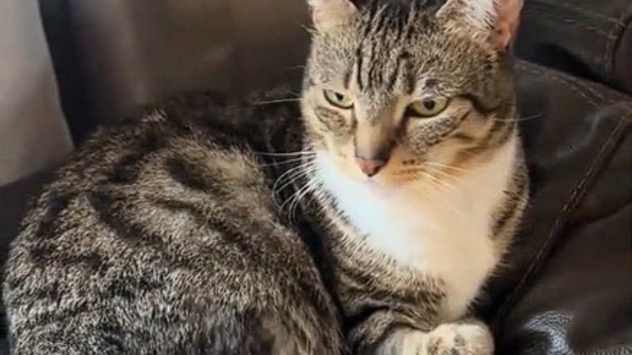 Video frustrovanej mačky ovládlo internet. Zatiaľ čo ona sa hnevá, ľudia sa na nej nevedia prestať smiať