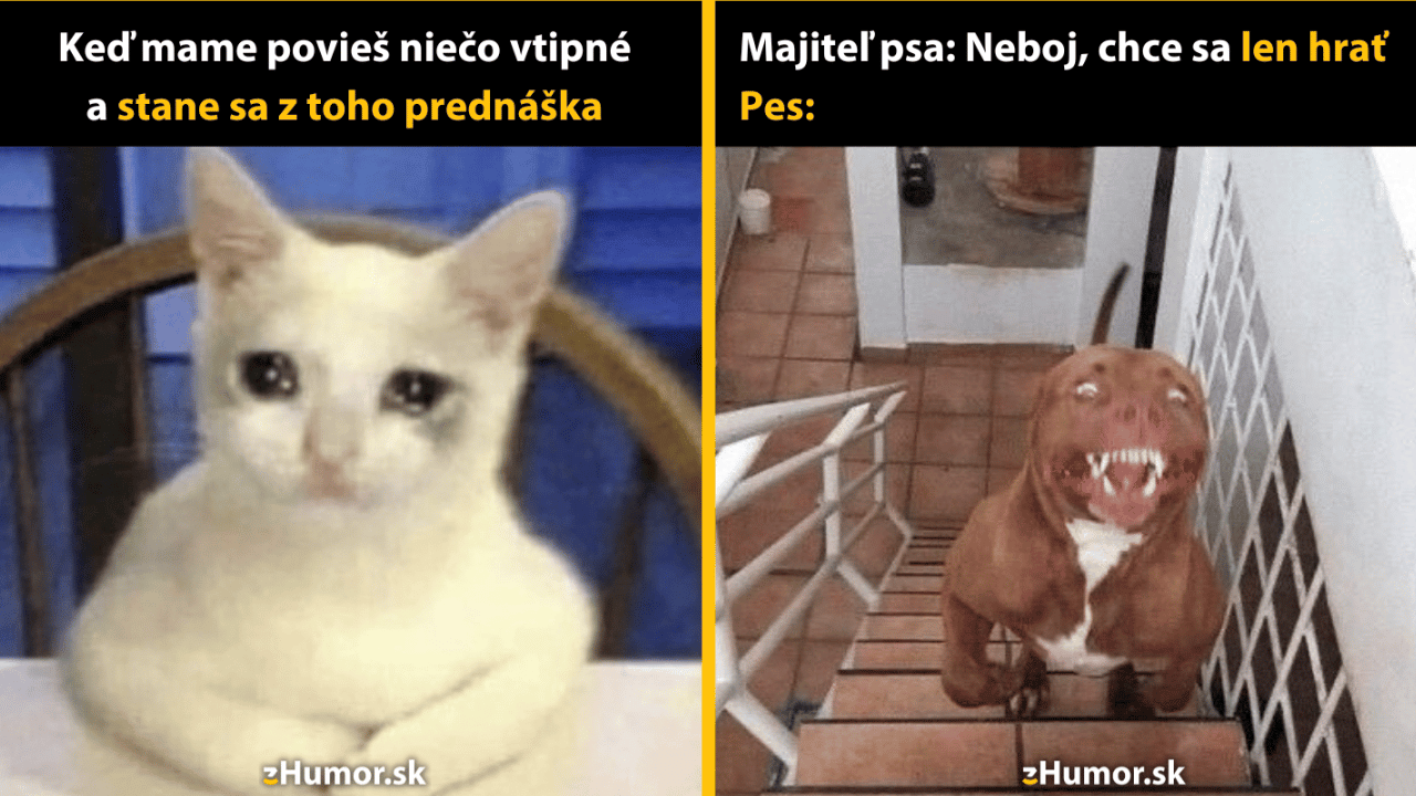 10 vtipných memečiek s fotografiami domácich miláčikov