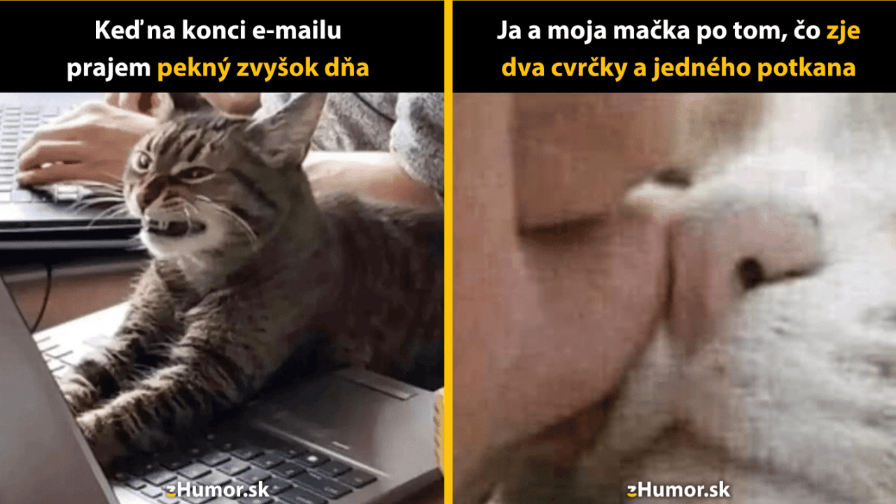 10 memečiek, ktoré ti ukážu, prečo mačky kraľujú internetu