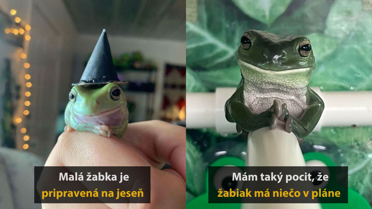10 vtipných a roztomilých fotografií žiab, ktoré zmenia váš názor na tieto tvory #2