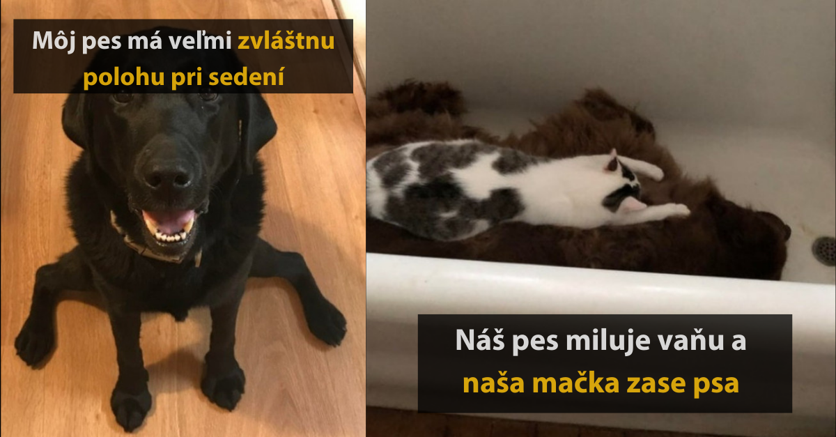 18 vtipných fotografií z edície domáci miláčikovia, ktoré vám určite spríjemnia deň
