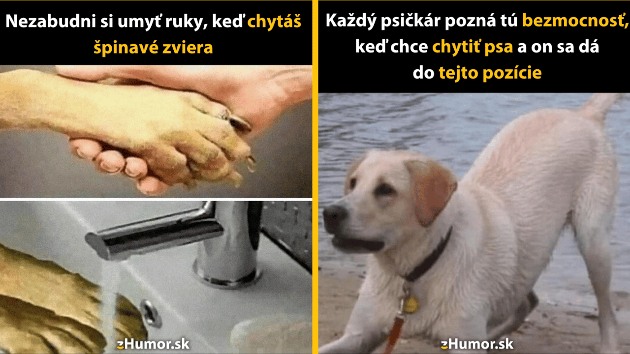 10 memečiek, ktoré dokazujú, aký by bol život bez zvierat nudný