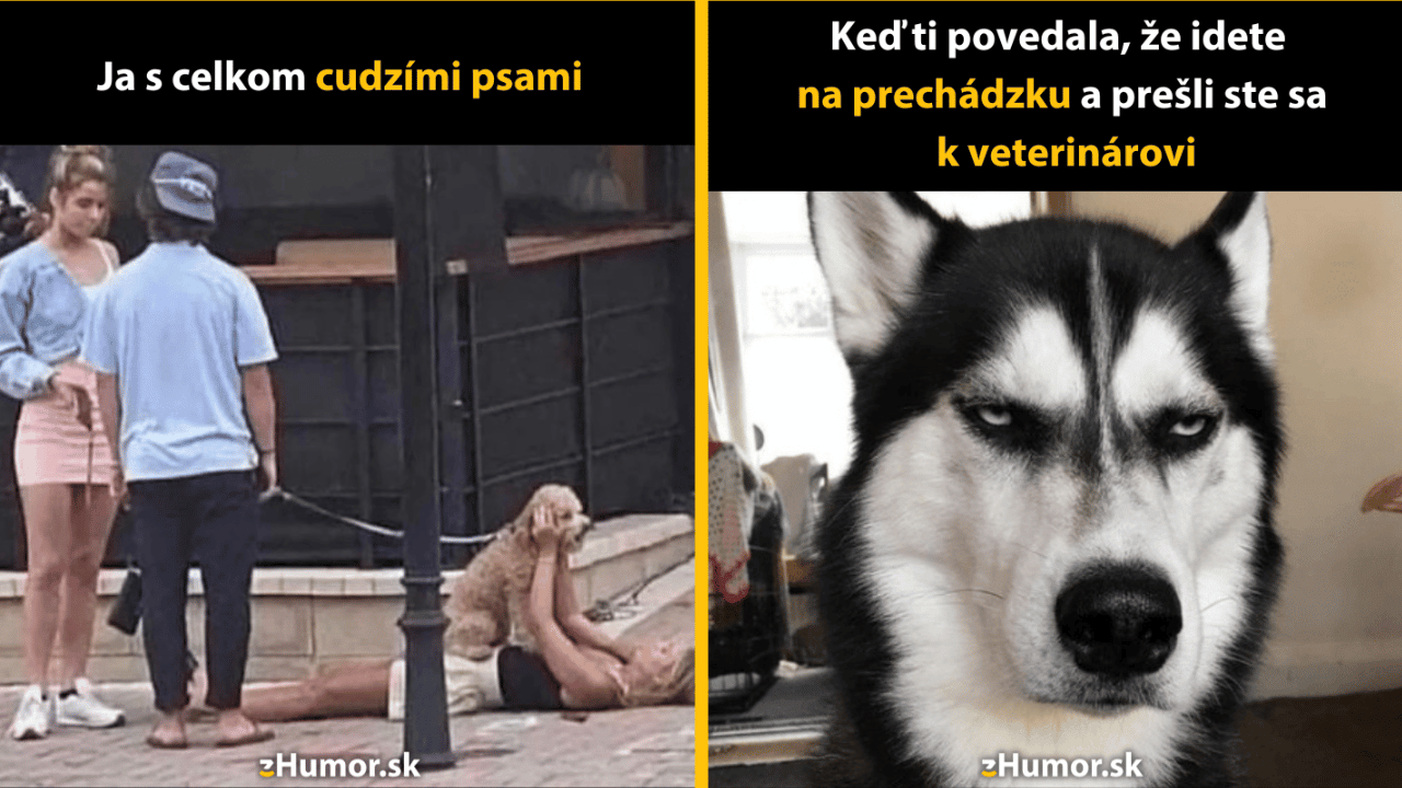 10 vtipných psích memečiek, ktoré ti spravia deň