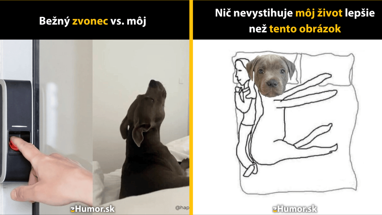 10 memečiek, ktoré ti zmenia názor na psy
