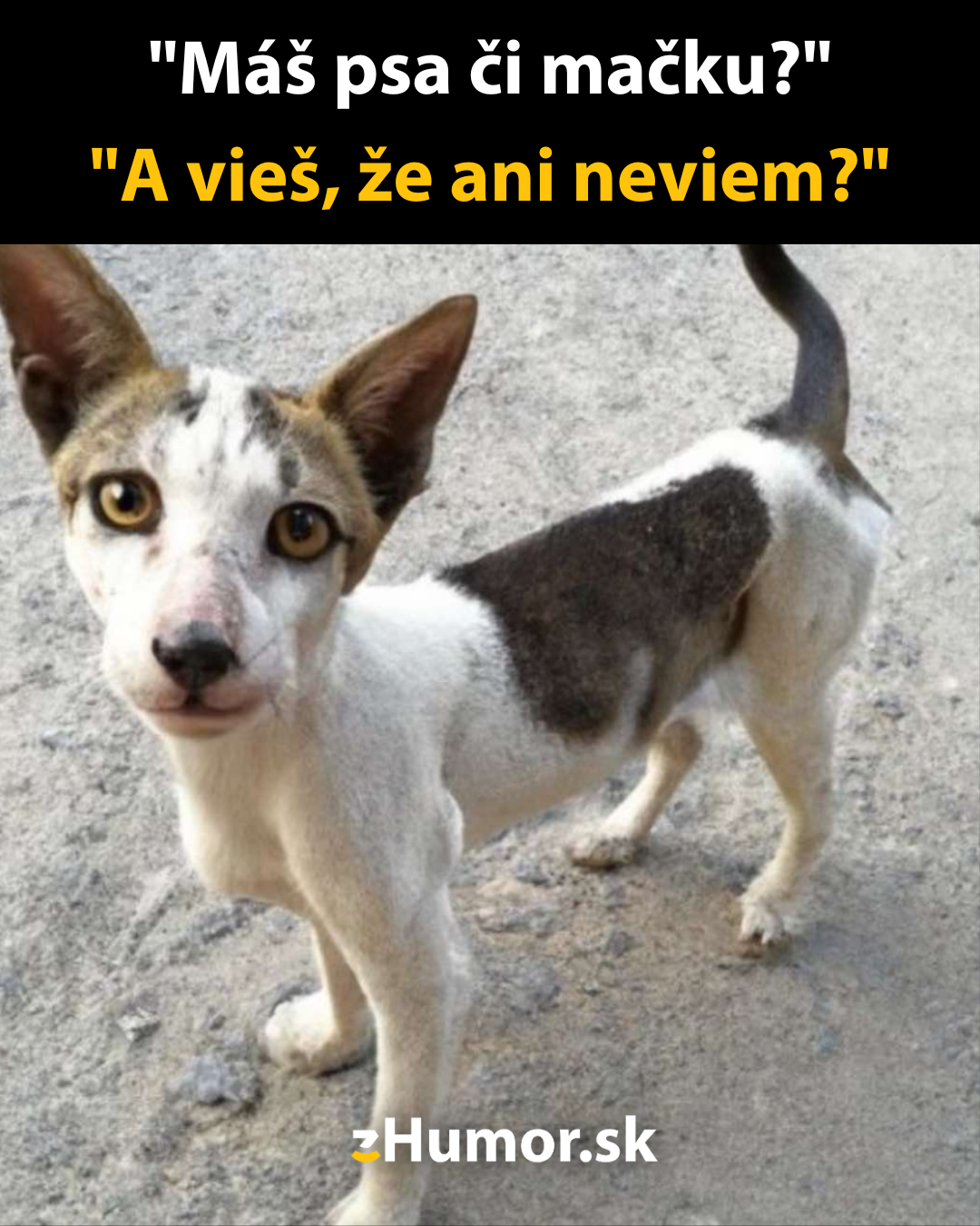 Čo je to za zvieratko?