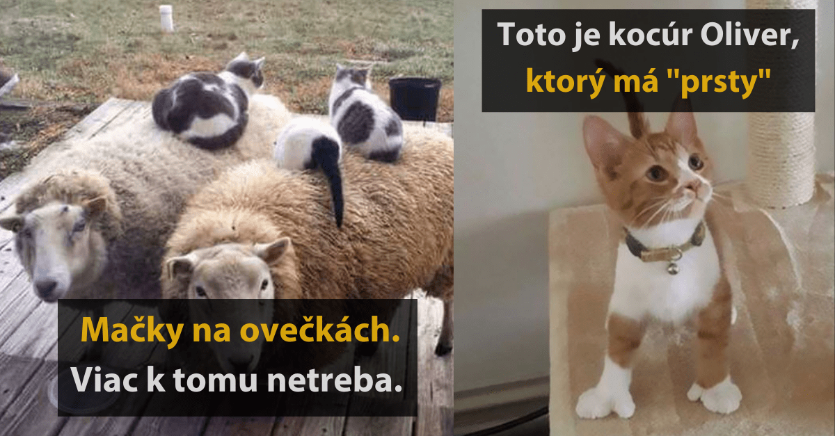15 vtipných fotografií mačiek, ktoré dokazujú aké zábavné stvorenia to vedia byť