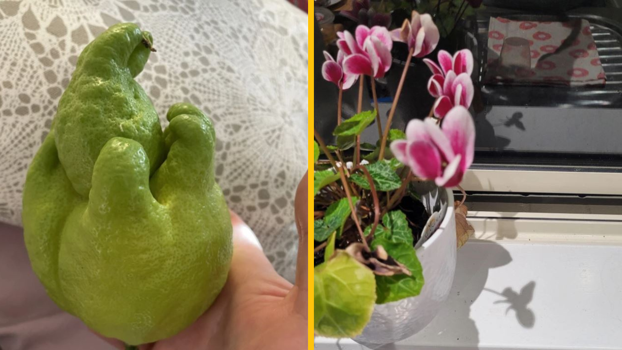 15 fotografii, ktoré dokazujú, že príroda je schopná naozaj všetkého