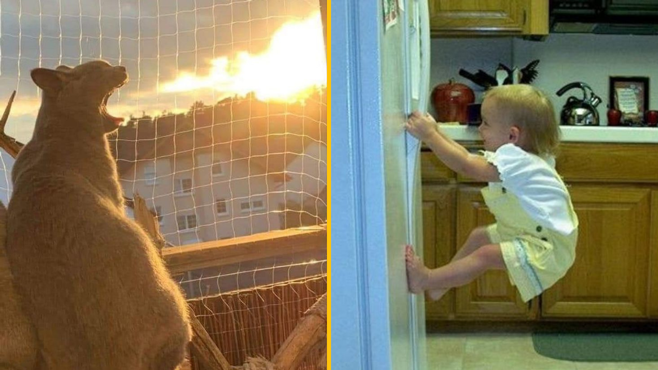 12 vtipných náhodných fotografií, ktorých jediným úceľom je zlepšiť váš deň