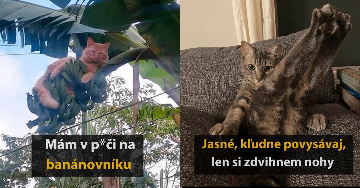 20 skvelých fotografií, ktoré vám dokážu, že s domácimi miláčikmi je vždy sranda