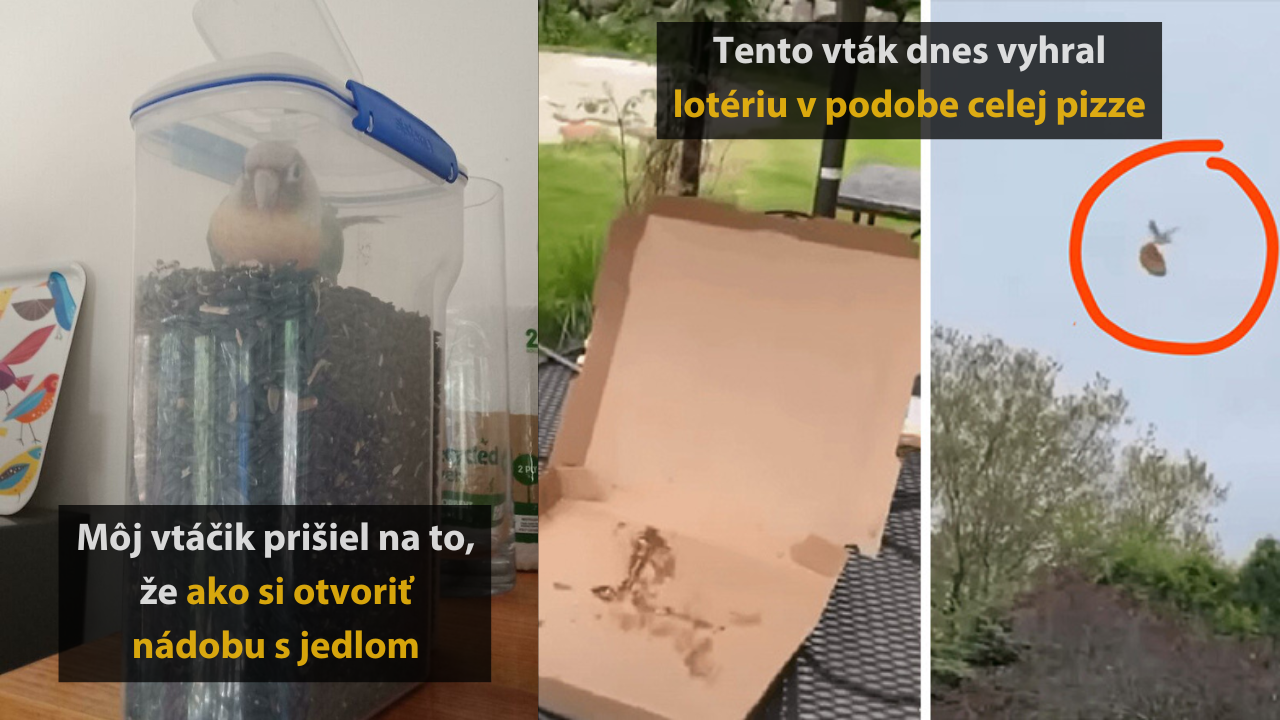 10 fotografií, ktoré vám ukážu, že vtáky sú múdrejšie a vynaliezavejšie, než si myslíte #1