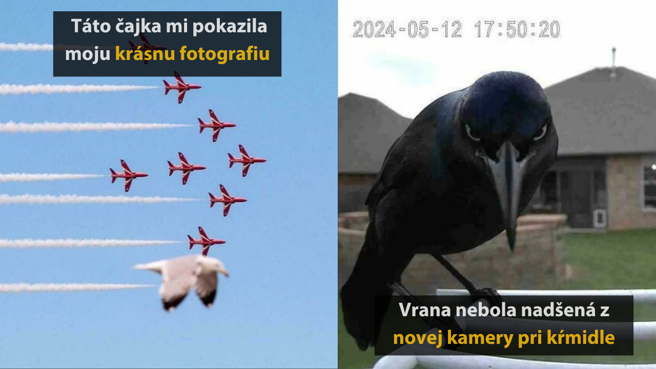 10 fotografií, ktoré vám ukážu, že vtáky sú múdrejšie a vynaliezavejšie, než si myslíte #2