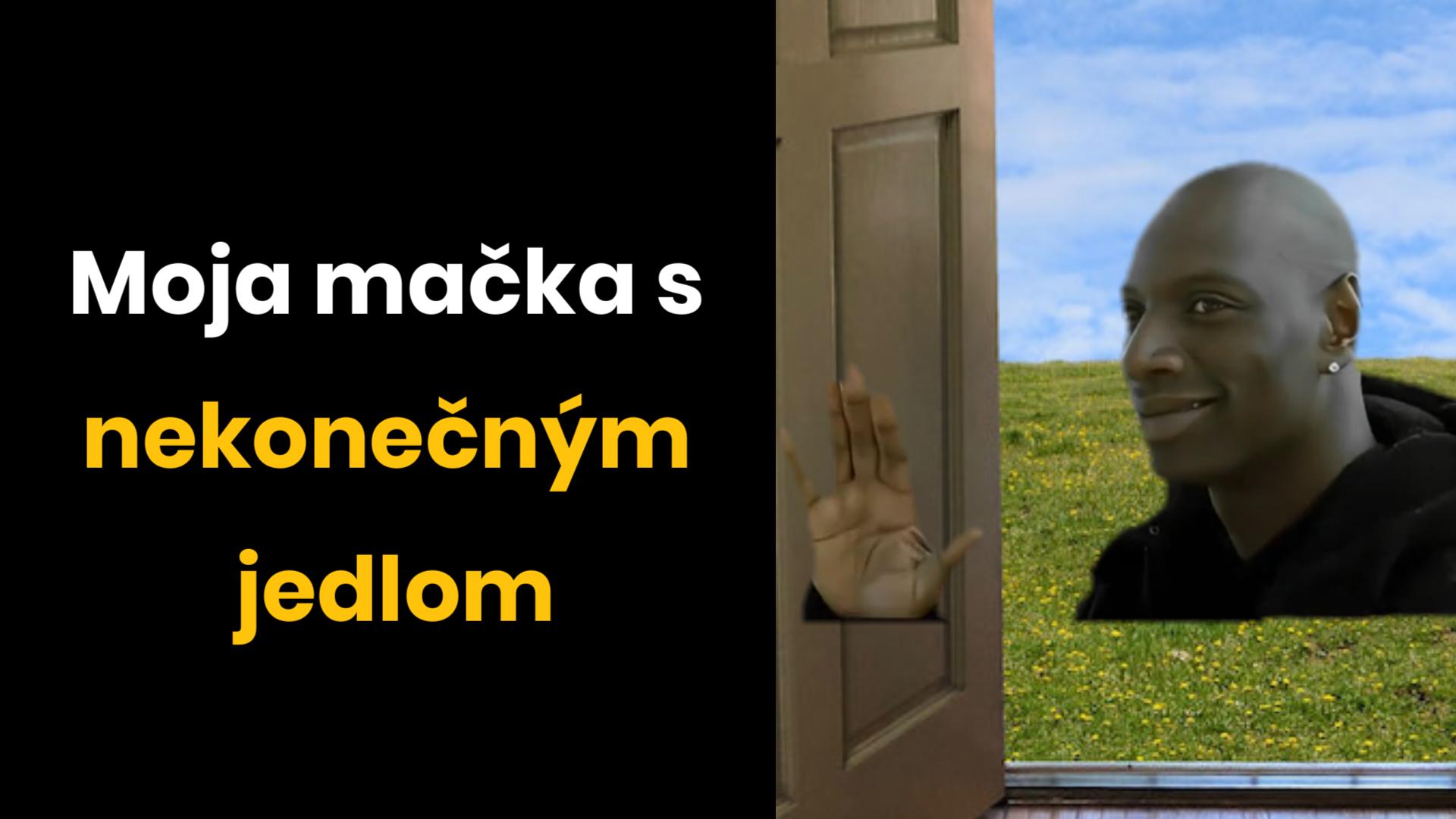 Hľadá sa mačka!