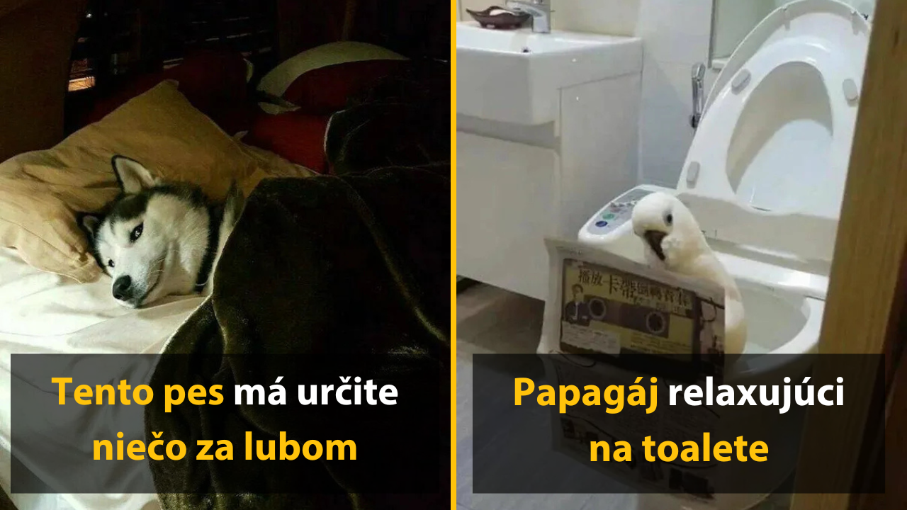 20 vtipných obrázkov zvierat, ktoré sú, zdá sa, vo väčšej pohode ako ľudia