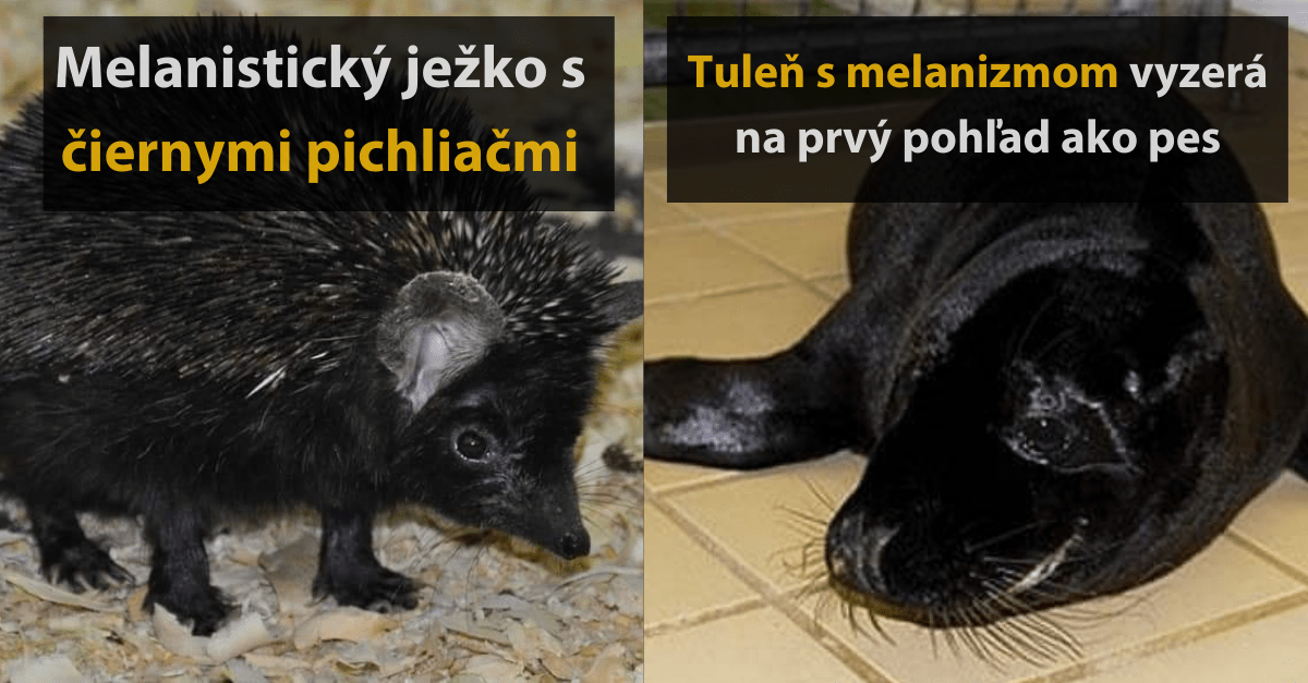25 zvierat, z ktorých melanizmus urobil unikátne a majestátne tvory
