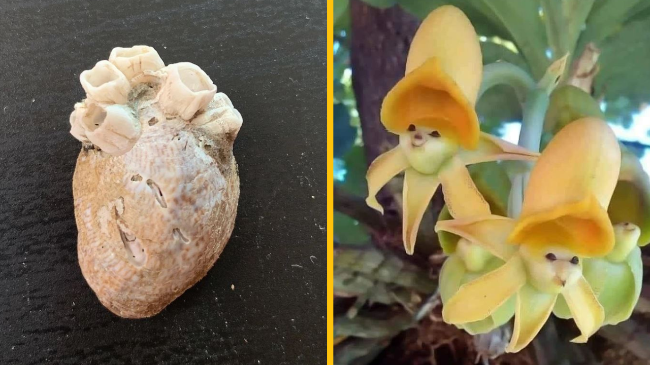 25+ fotografií, na ktorých nám príroda odhalila svoje úžasné umelecké diela