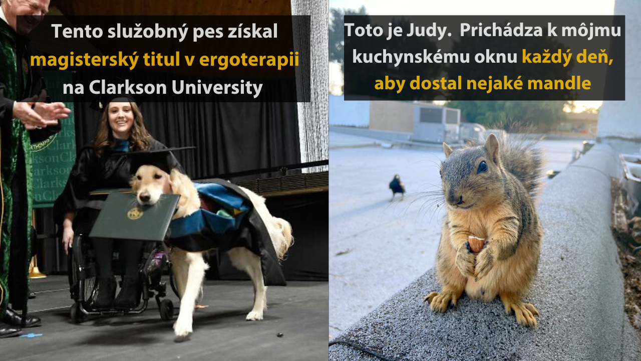 10 absolútne rozkošných obrázkov zvierat, ktoré vám okamžite zlepšia deň #1