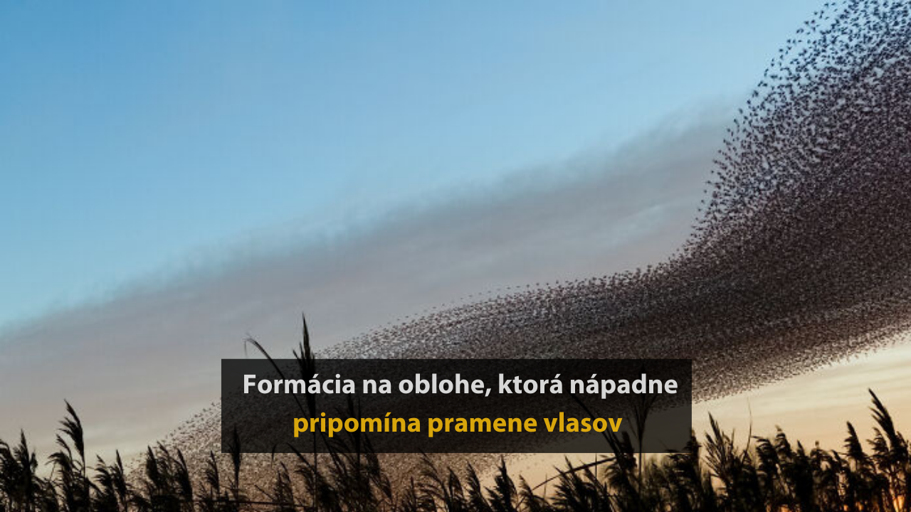 Umelec, ktorý zachytáva neskutočnú krásu migrácie vtákov – 10 fotografií #2