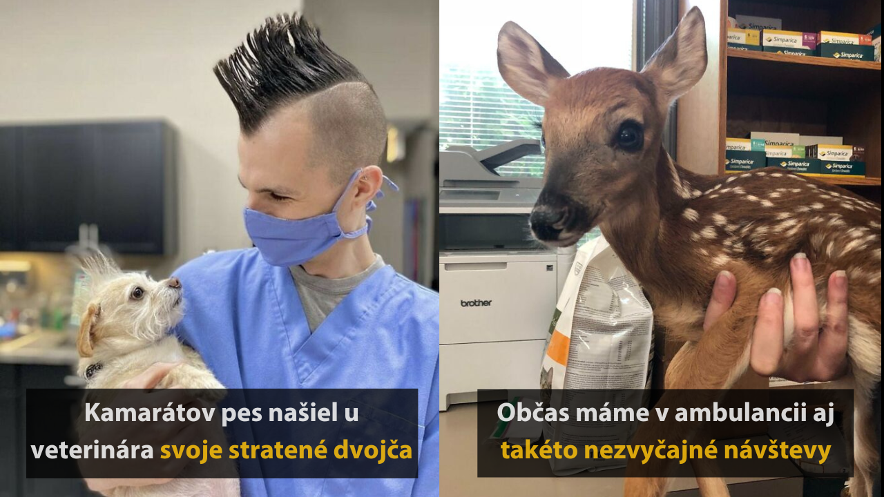 Veterinári a ich 10 vtipných stretnutí s chlpatými pacientami #1