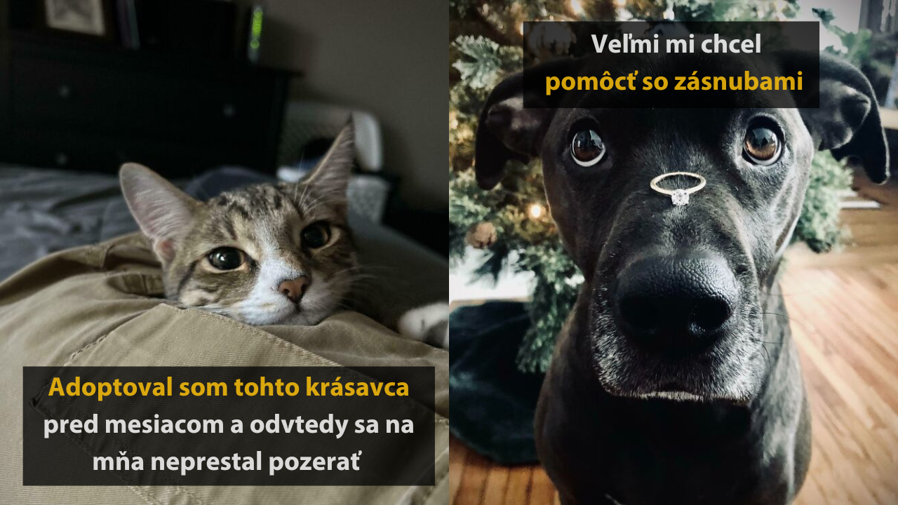 10 absolútne rozkošných obrázkov zvierat, ktoré vám okamžite zlepšia deň #2