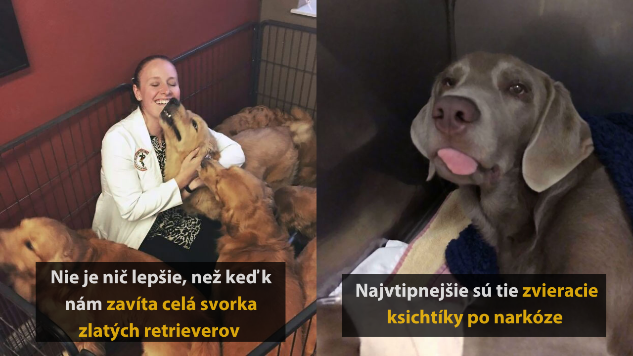 Veterinári a ich 10 vtipných stretnutí s chlpatými pacientami #2