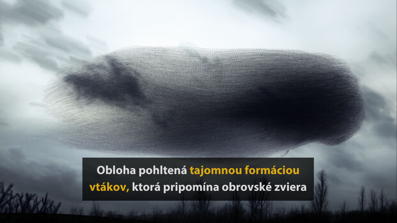 Umelec, ktorý zachytáva neskutočnú krásu migrácie vtákov – 10 fotografií #1