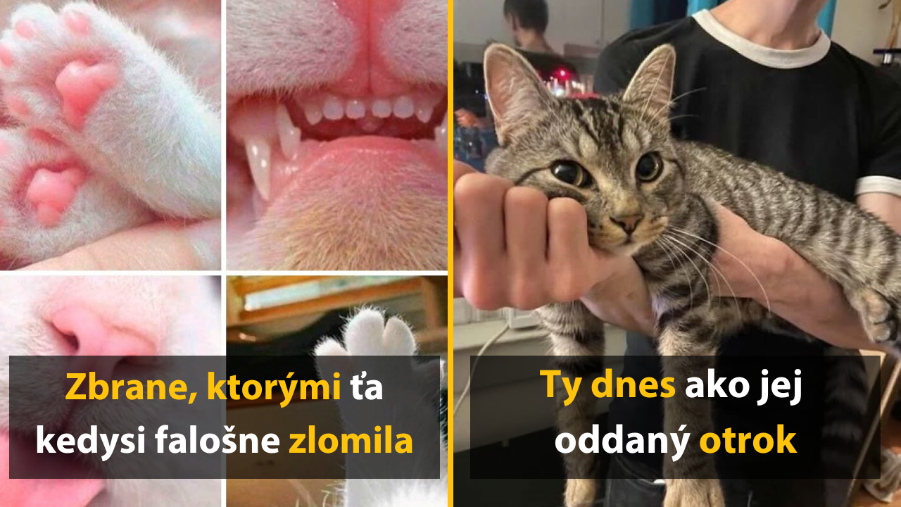 10 mačiek, ktoré spôsobili v pokojnom živote ľudí totálny chaos